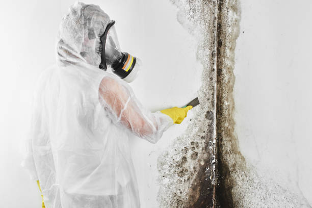 Best Black Mold Removal  in Sunnyslope, WA