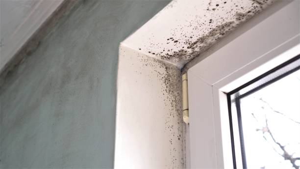 Best Mold Removal Near Me  in Sunnyslope, WA