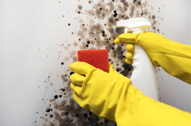 Best Water Damage Restoration  in Sunnyslope, WA