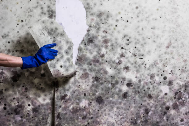 Best Certified Mold Removal  in Sunnyslope, WA