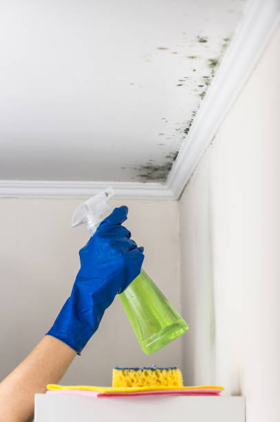 Professional Mold Removal in Sunnyslope, WA