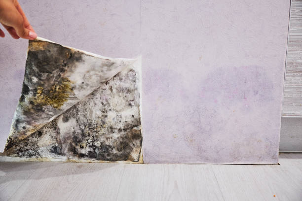 Best Mold Removal and Inspection  in Sunnyslope, WA